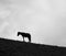 Silhouette of a horse on top of a mountain.