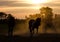 Silhouette horses