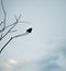 Silhouette of Hummingbird