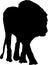 Silhouette of a hungry lion