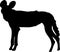 Silhouette of a hungry and nervous wild dog