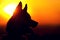 Silhouette of husky dog at sunset time outdoors