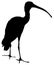 Silhouette of ibis