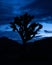 Silhouette of the iconic Joshua Tree against the looming sunset at Joshua Tree National Park.