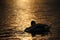 Silhouette if Swan Preening at Sunset