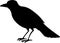 Silhouette of illustrated black crow facing forward