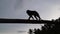 Silhouette image of a captive monkey crawls along a bamboo pole