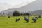 Silhouette image of Merino Sheep