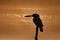 Silhouette image of Small blue kingfisher with kill