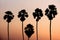 Silhouette image of Toddy palm trees against sunset background