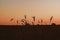 Silhouette image of wheat agriculture crop at last light