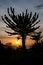 Silhouette of impressive Candelabrum Cactus with sunset in Angola