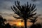 Silhouette of impressive Candelabrum Cactus with sunset in Angola. Photo taken at Sao Miguel fortress in Luanda