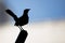 Silhouette of Indian Robin perching on a pole