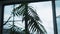 Silhouette. indoor plant date palm against the background of an open window