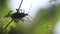 Silhouette of insect hanging on green momordica charantia plants in garden background