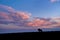 Silhouette of isolated Blue wildebeest, Connochaetes taurinus on the horizon against blue sunset sky with orange iluminated clouds