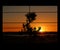 Silhouette of Japanese bonsai plant against sky at sunset. Creating zen atmosphere