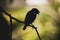 Silhouette of java sparrow on branch