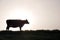 Silhouette of Jersey cow