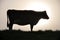 Silhouette of Jersey cow