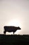 Silhouette of Jersey cow