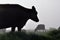 Silhouette of Jersey cows