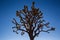 Silhouette of Joshua Tree