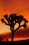 Silhouette of Joshua tree at sunset
