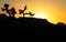 Silhouette of Joshua Trees with Buds at Sunset