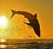 Silhouette of jumping Great White Shark on sunrise red sky background.