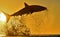 Silhouette of jumping Great White Shark on sunrise red sky background. Carcharodon carcharias breaching in an attack. Hunting of