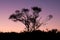 Silhouette of juneberry, Amelancier lamarckii, tree against sky at dusk, Netherlands