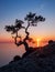 Silhouette of juniper tree