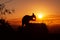 silhouette of a Kangaroo on a rock with a beautiful sunset in the background. The animal is eating food. Queensland, Australia