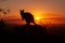silhouette of a Kangaroo on a rock with a beautiful sunset in the background. The animal is looking towards camera. Queensland,