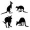silhouette of kangaroos