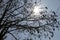 Silhouette of Kapuk randu or kapok Ceiba pentandra is a tropical tree belonging to the order Malvales and the family Malvaceae