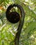 Silhouette of a koru just starting to unfurl into a new fernleaf, New Zealand