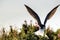 Silhouette of landing common tern in sunset light.