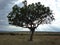 Silhouette of a large African acacia