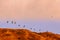 The Silhouette Of A Large Flock Of Pelicans