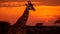 Silhouette of large herbivorous giraffe standing under acacia tree at sunset generated by AI