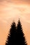 Silhouette of a large spruce against the sunset colorful sky.