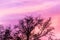 Silhouette of large tree crown on nice vibrant and violet and pi