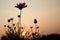 Silhouette Lavender flowers in the field at sunset