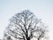 Silhouette of a leafless maple tree