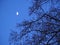 Silhouette of a leafless maple tree during blue hour