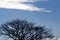 Silhouette leafless tree branches on blue sky with clouds backgr