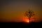 Silhouette leafless tree on red sun in sunset, left copyspace